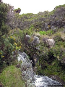 Знакомьтесь- Senesio kilimanjari. Природа Кили 2700-3720 м.