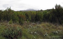 Знакомьтесь- Senesio kilimanjari. Природа Кили 2700-3720 м.