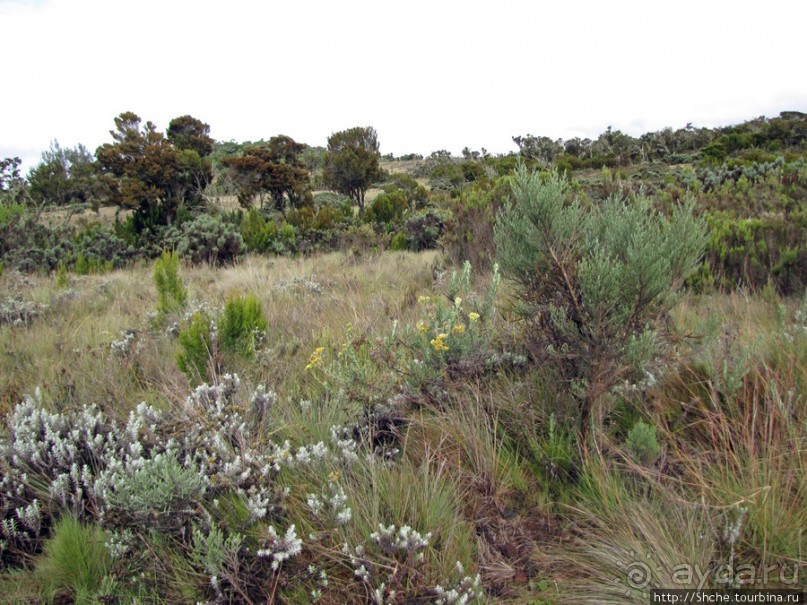 Знакомьтесь- Senesio kilimanjari. Природа Кили 2700-3720 м.