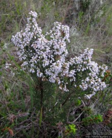 Знакомьтесь- Senesio kilimanjari. Природа Кили 2700-3720 м.