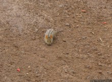 Знакомьтесь- Senesio kilimanjari. Природа Кили 2700-3720 м.