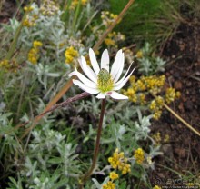 Знакомьтесь- Senesio kilimanjari. Природа Кили 2700-3720 м.