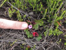 Знакомьтесь- Senesio kilimanjari. Природа Кили 2700-3720 м.