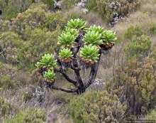 Знакомьтесь- Senesio kilimanjari. Природа Кили 2700-3720 м.