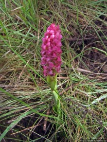 Знакомьтесь- Senesio kilimanjari. Природа Кили 2700-3720 м.