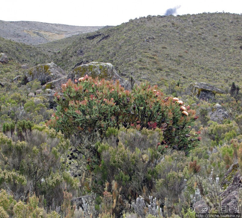 Знакомьтесь- Senesio kilimanjari. Природа Кили 2700-3720 м.