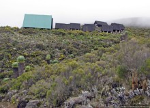 Знакомьтесь- Senesio kilimanjari. Природа Кили 2700-3720 м.