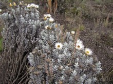 Знакомьтесь- Senesio kilimanjari. Природа Кили 2700-3720 м.