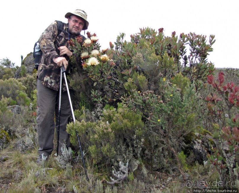 Знакомьтесь- Senesio kilimanjari. Природа Кили 2700-3720 м.