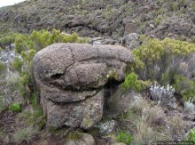 Знакомьтесь- Senesio kilimanjari. Природа Кили 2700-3720 м.