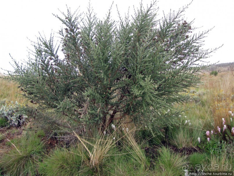 Знакомьтесь- Senesio kilimanjari. Природа Кили 2700-3720 м.