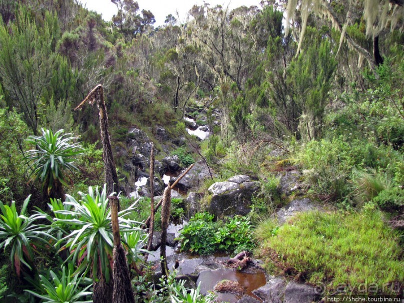 Знакомьтесь- Senesio kilimanjari. Природа Кили 2700-3720 м.