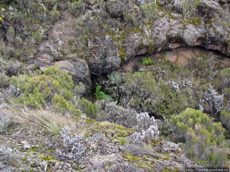 Знакомьтесь- Senesio kilimanjari. Природа Кили 2700-3720 м.