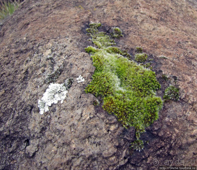 Знакомьтесь- Senesio kilimanjari. Природа Кили 2700-3720 м.