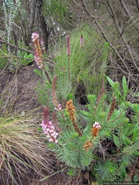 Знакомьтесь- Senesio kilimanjari. Природа Кили 2700-3720 м.