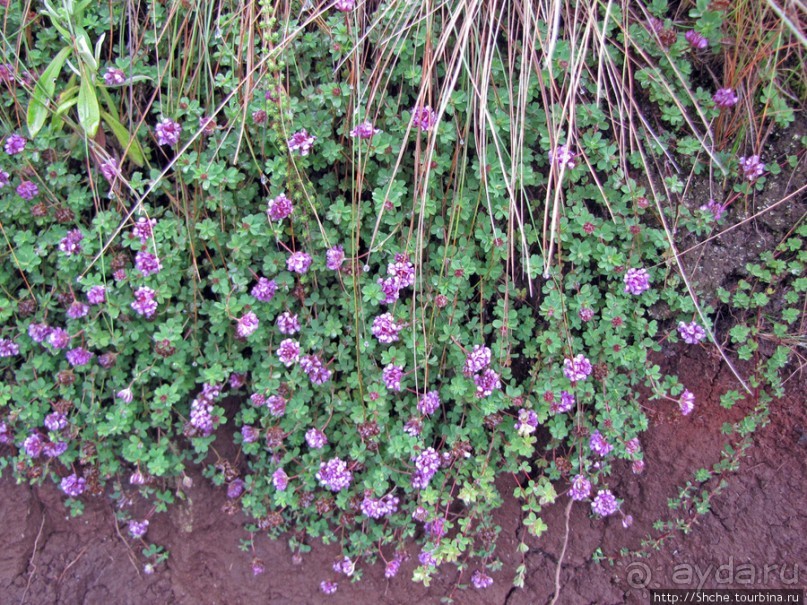 Знакомьтесь- Senesio kilimanjari. Природа Кили 2700-3720 м.