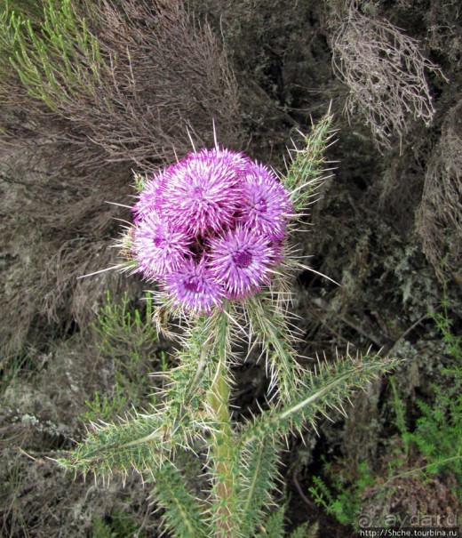 Знакомьтесь- Senesio kilimanjari. Природа Кили 2700-3720 м.