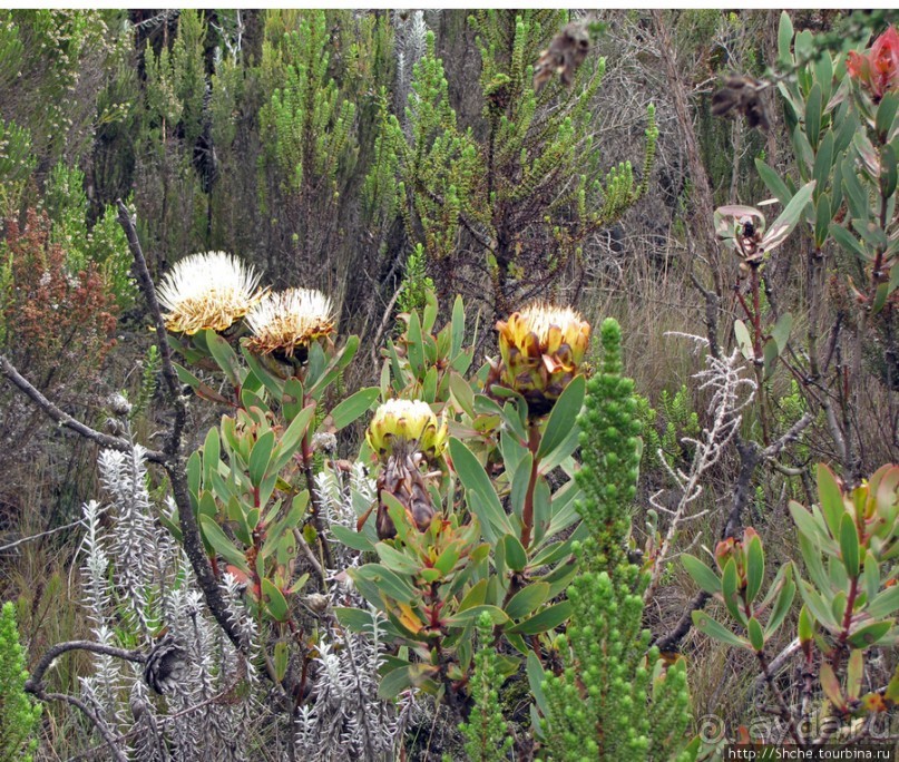 Знакомьтесь- Senesio kilimanjari. Природа Кили 2700-3720 м.