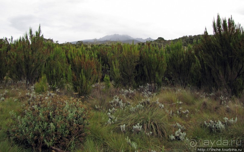 Знакомьтесь- Senesio kilimanjari. Природа Кили 2700-3720 м.