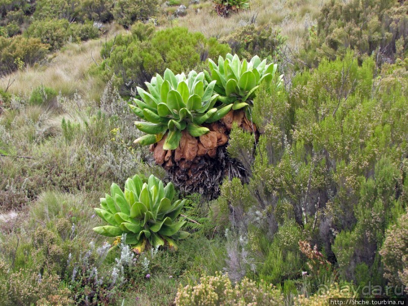 Знакомьтесь- Senesio kilimanjari. Природа Кили 2700-3720 м.