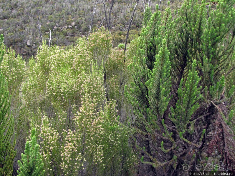 Знакомьтесь- Senesio kilimanjari. Природа Кили 2700-3720 м.