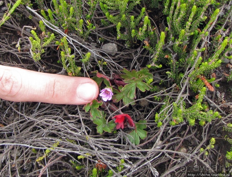 Знакомьтесь- Senesio kilimanjari. Природа Кили 2700-3720 м.