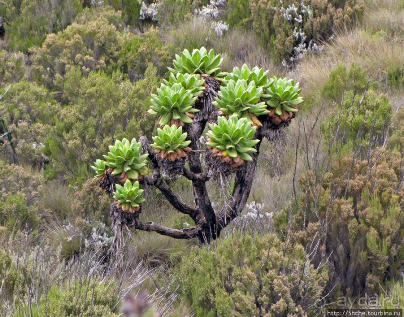 Знакомьтесь- Senesio kilimanjari. Природа Кили 2700-3720 м.