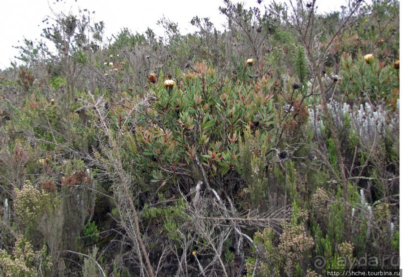 Знакомьтесь- Senesio kilimanjari. Природа Кили 2700-3720 м.