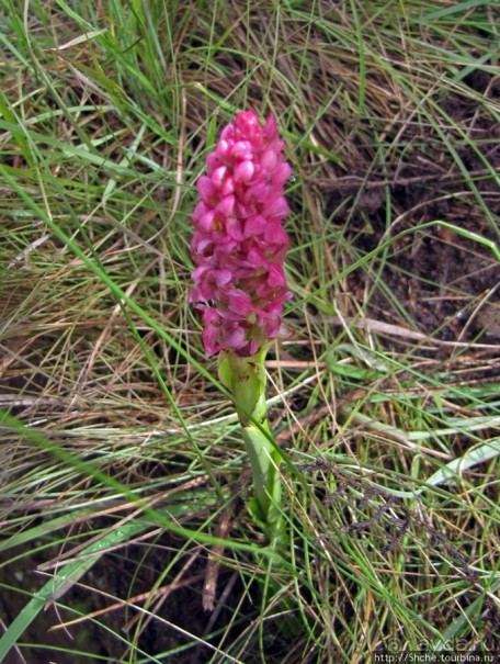 Знакомьтесь- Senesio kilimanjari. Природа Кили 2700-3720 м.