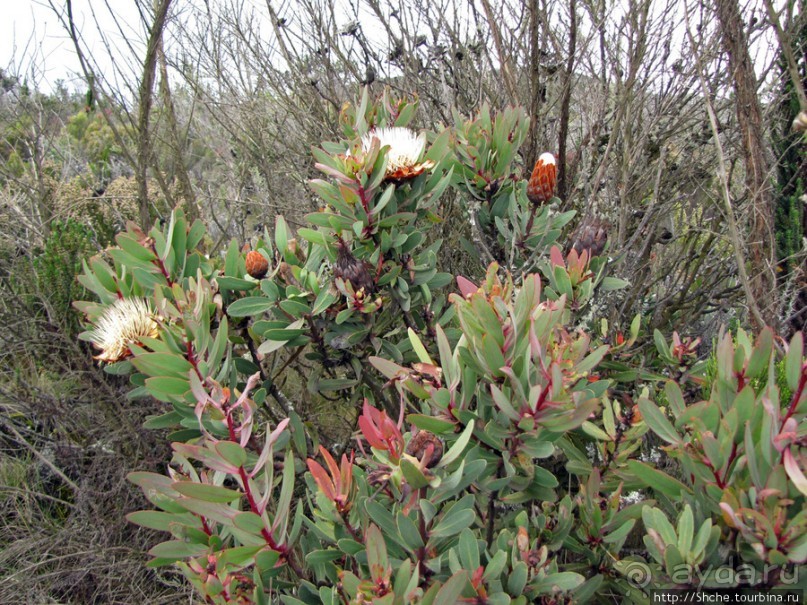 Знакомьтесь- Senesio kilimanjari. Природа Кили 2700-3720 м.