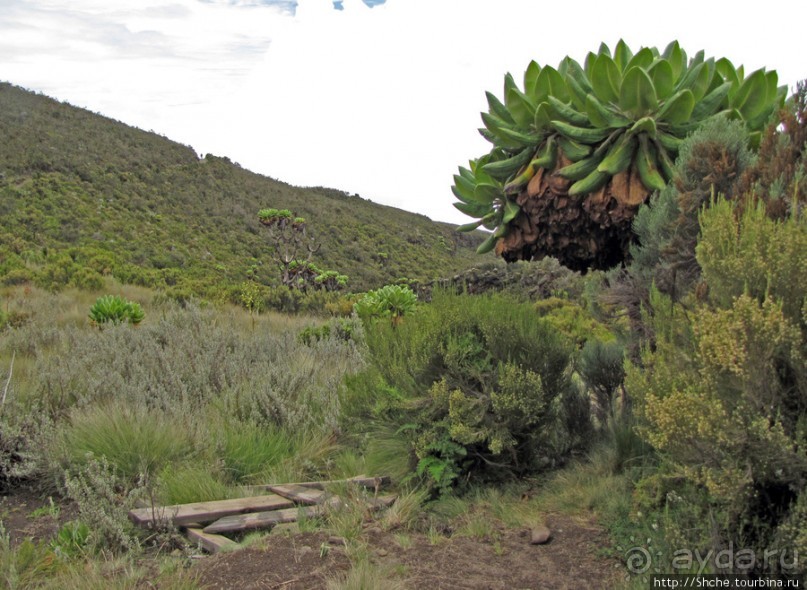 Знакомьтесь- Senesio kilimanjari. Природа Кили 2700-3720 м.