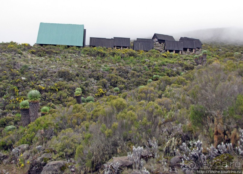 Знакомьтесь- Senesio kilimanjari. Природа Кили 2700-3720 м.