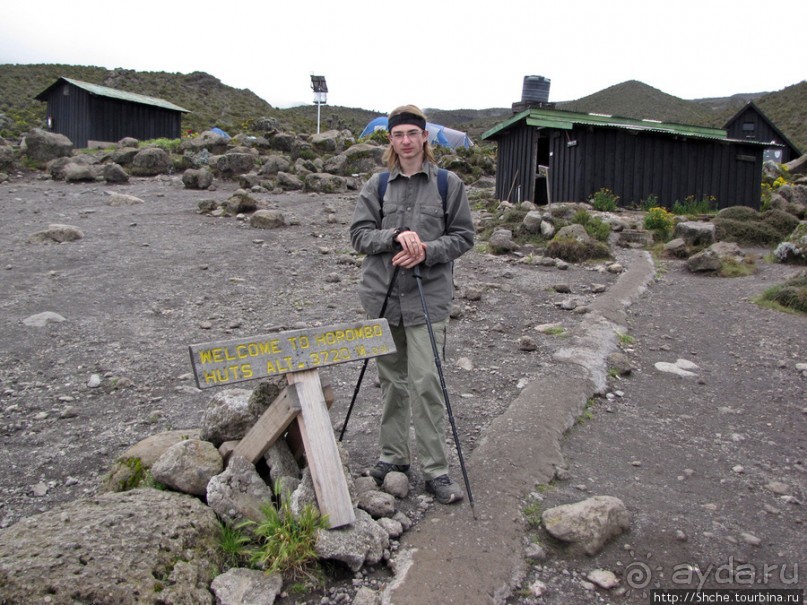 Знакомьтесь- Senesio kilimanjari. Природа Кили 2700-3720 м.