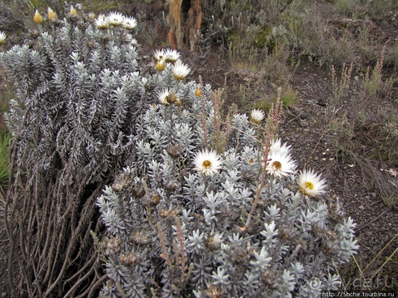 Знакомьтесь- Senesio kilimanjari. Природа Кили 2700-3720 м.