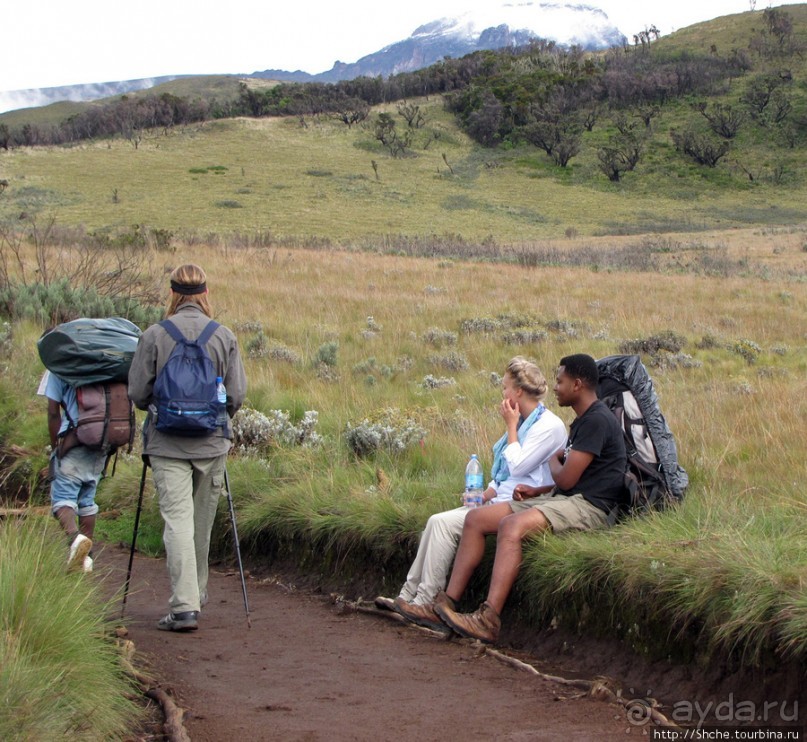 Знакомьтесь- Senesio kilimanjari. Природа Кили 2700-3720 м.