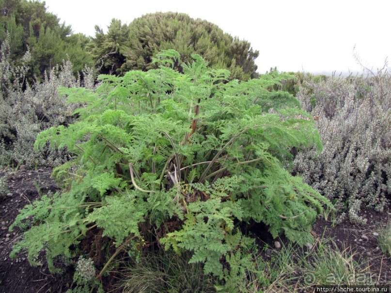 Знакомьтесь- Senesio kilimanjari. Природа Кили 2700-3720 м.