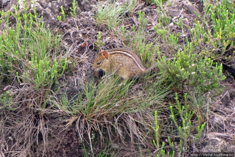 Знакомьтесь- Senesio kilimanjari. Природа Кили 2700-3720 м.