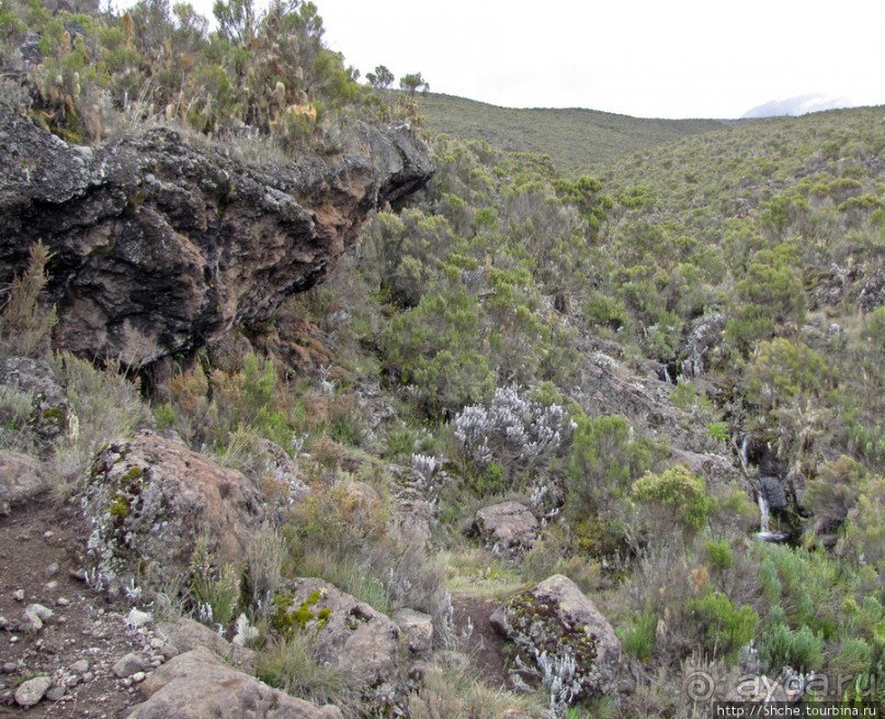 Знакомьтесь- Senesio kilimanjari. Природа Кили 2700-3720 м.