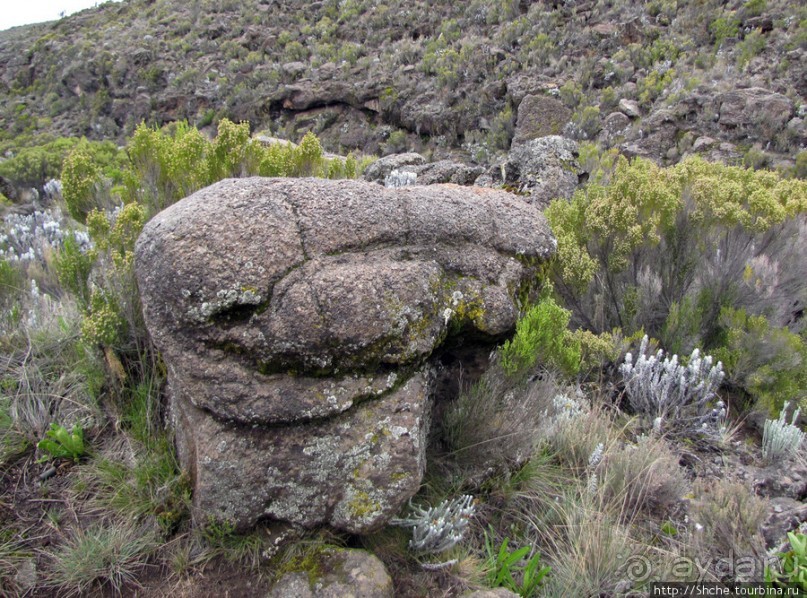 Знакомьтесь- Senesio kilimanjari. Природа Кили 2700-3720 м.