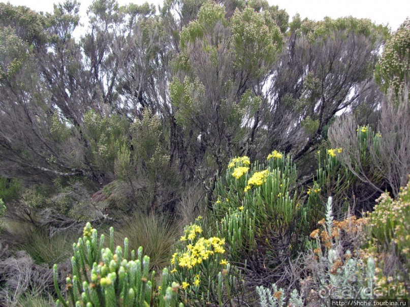 Знакомьтесь- Senesio kilimanjari. Природа Кили 2700-3720 м.