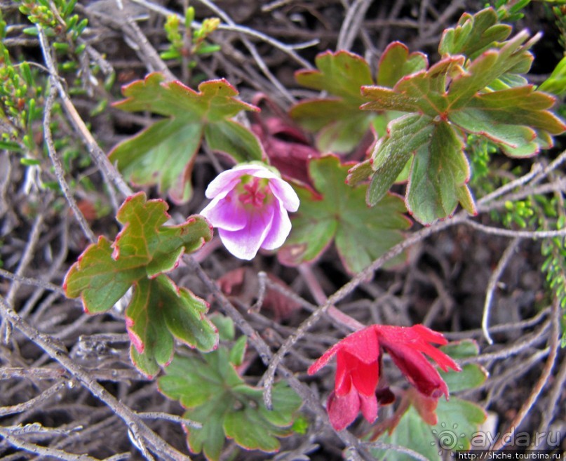 Знакомьтесь- Senesio kilimanjari. Природа Кили 2700-3720 м.