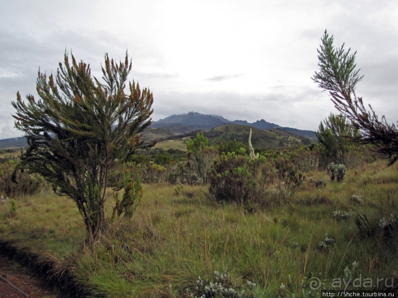 Знакомьтесь- Senesio kilimanjari. Природа Кили 2700-3720 м.