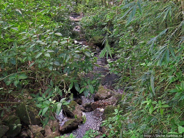 Посещение национального парка (леса) Эль Юнке