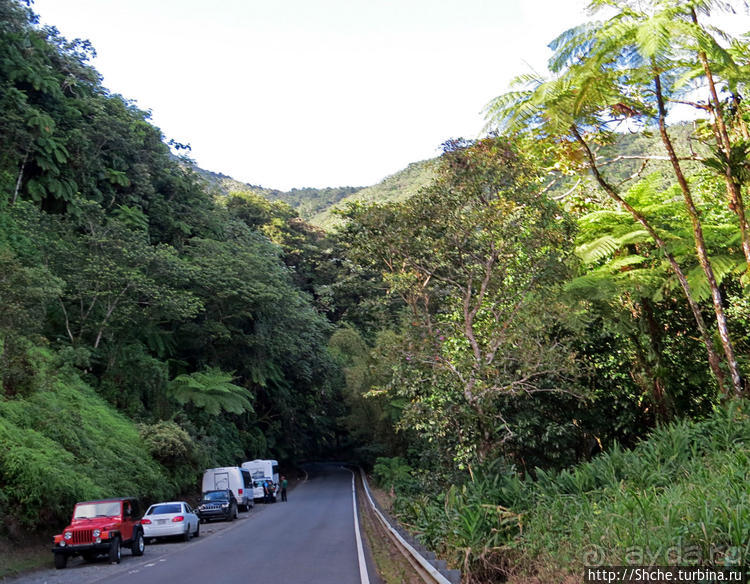 Посещение национального парка (леса) Эль Юнке