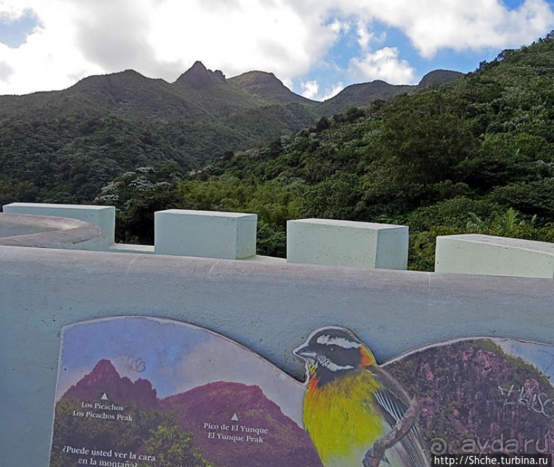 Посещение национального парка (леса) Эль Юнке