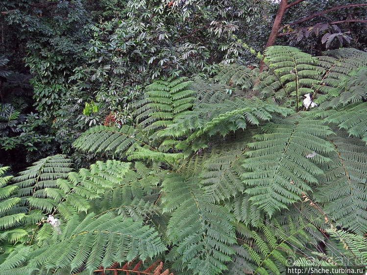 Посещение национального парка (леса) Эль Юнке