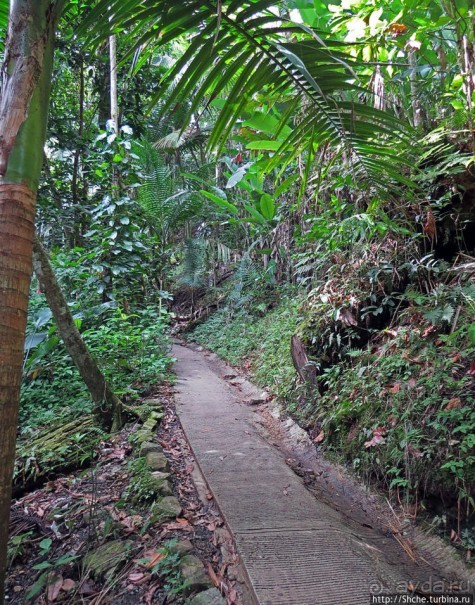 Посещение национального парка (леса) Эль Юнке