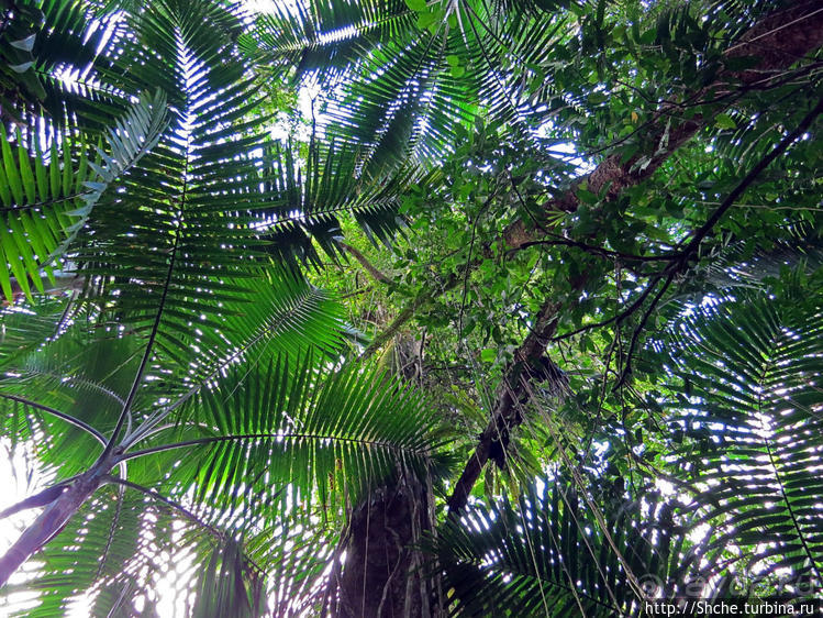 Посещение национального парка (леса) Эль Юнке