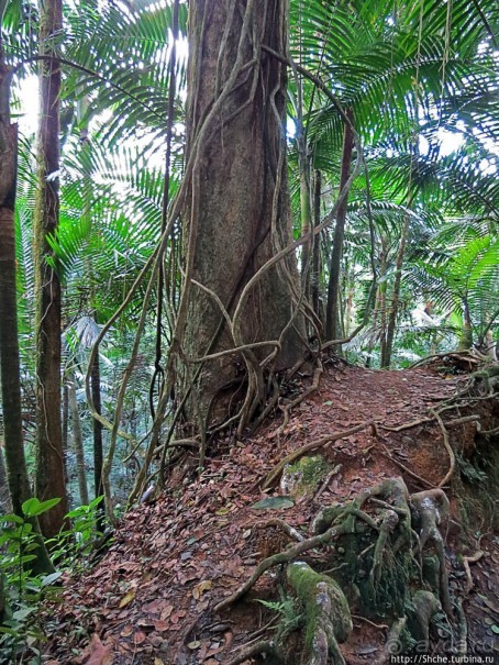 Посещение национального парка (леса) Эль Юнке