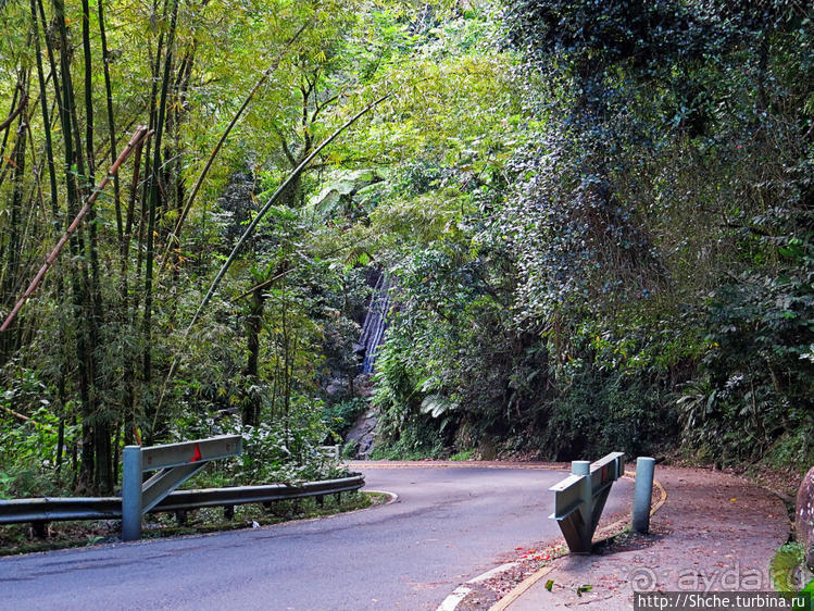 Посещение национального парка (леса) Эль Юнке